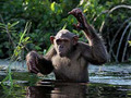 Congo Chimp